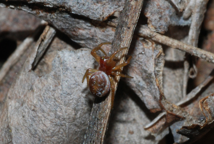 Pardosa sp. e ragnetto da identificare